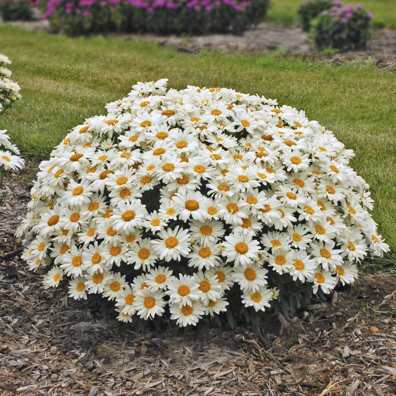 Leucanthemum x superbum - Whoops-a-Daisy Shasta Daisy