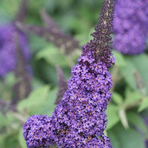 Buddleia davidii - Pugster Blue® Dwarf Butterfly Bush