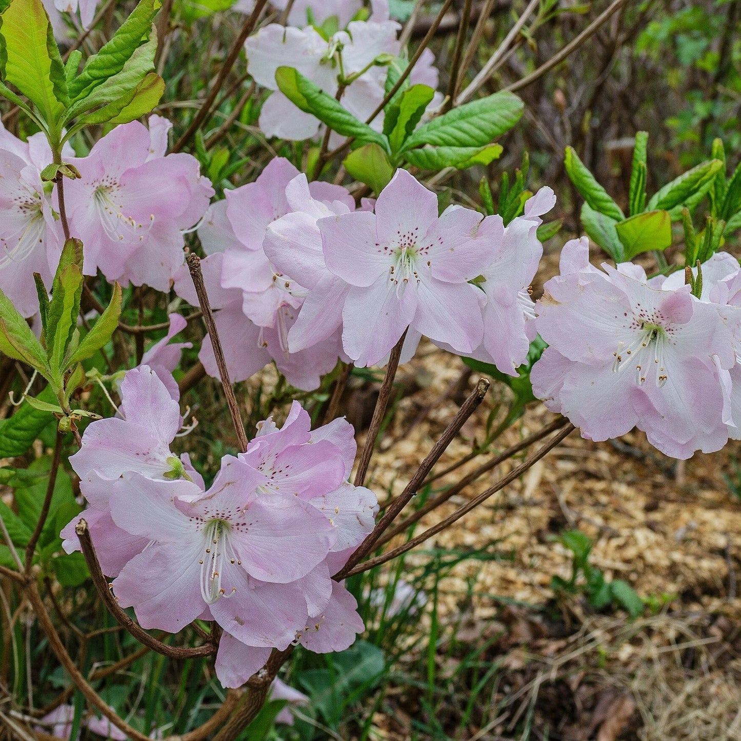 Azalea schlippenbachii  - Royal Azalea
