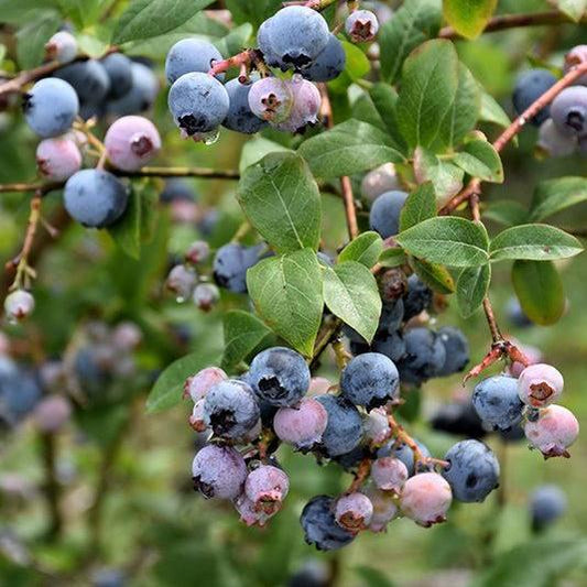 Vaccinium corymbosum - Earliblue Highbush Blueberry