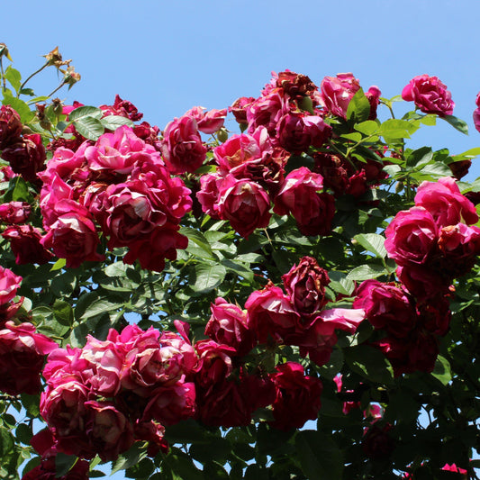 Rosa - Blaze Climbing Rose