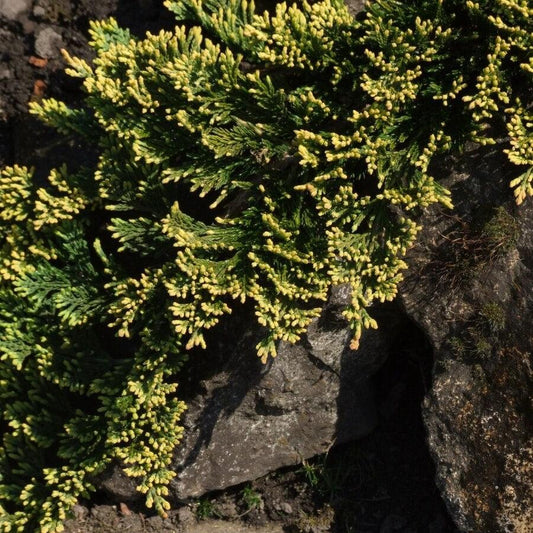 Juniperus horizontalis - Golden Carpet Creeping Juniper