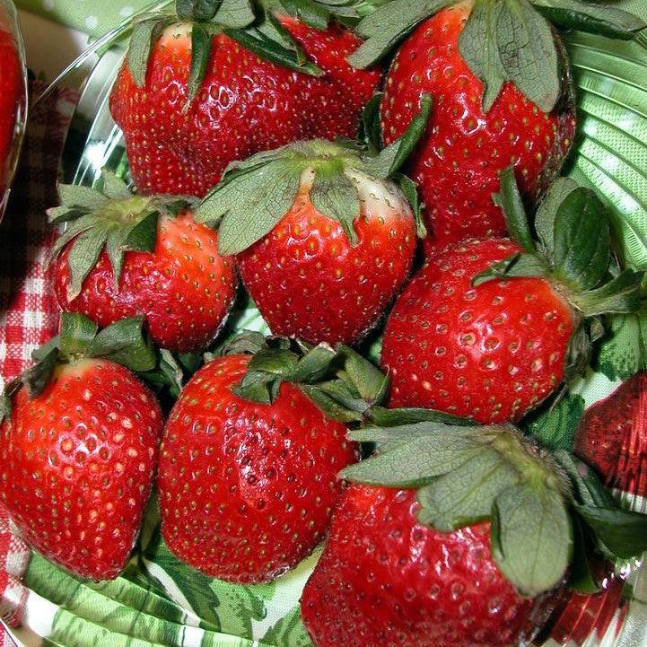 Fragaria x ananassa ‘Allstar'  - Allstar Strawberry