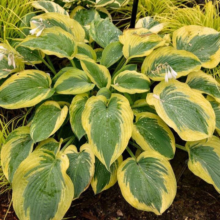 Hosta - PW® Shadowland® Chance Encounter Hosta