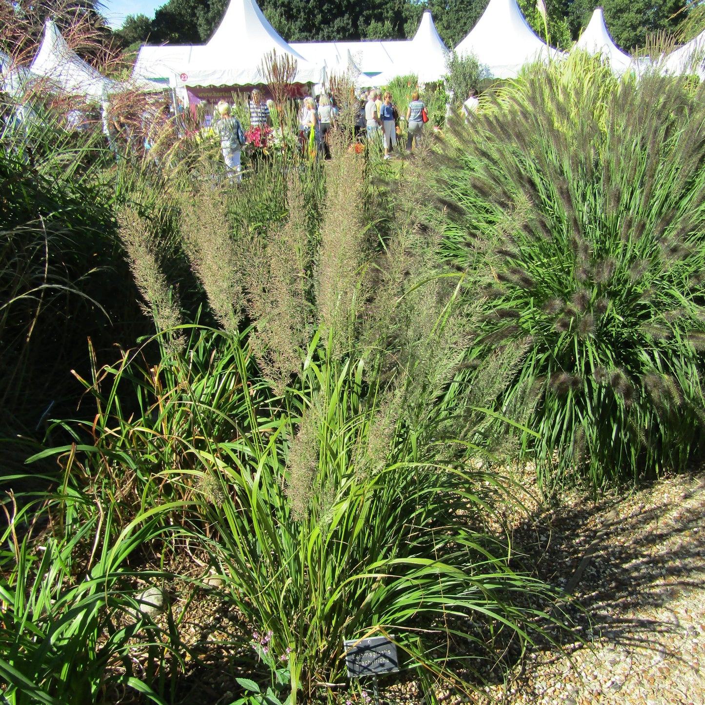 Calamagrostis brachytricha  - Reed Grass
