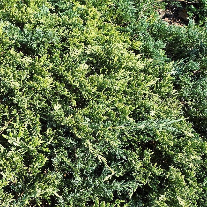 Juniperus horizontalis - Golden Carpet Creeping Juniper