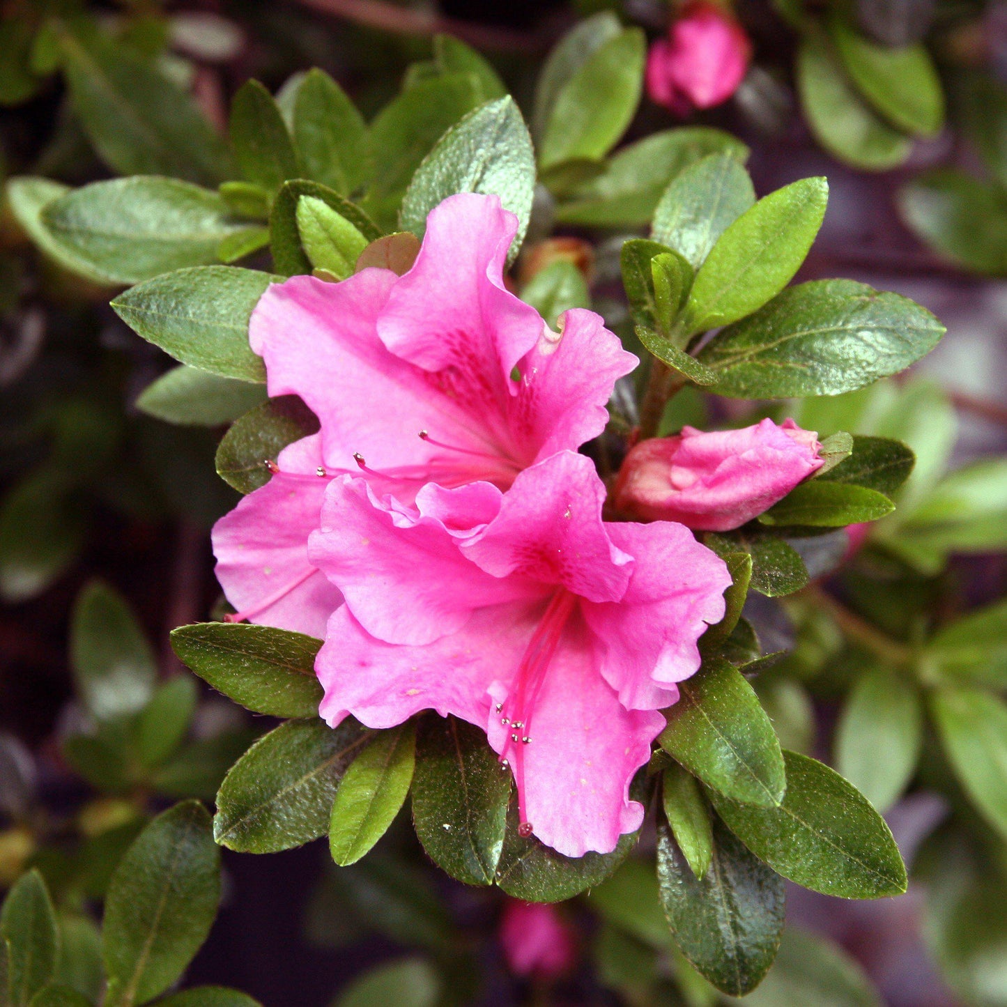 Azalea x - Gumpo Pink Azalea