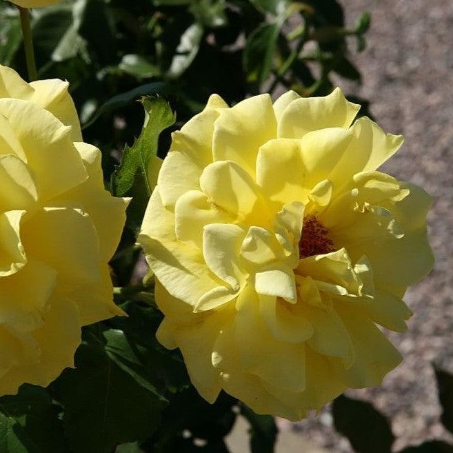 Rosa - Sunsprite Rose
