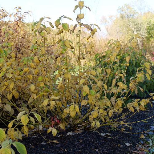 Cornus stolonifera - PW® Arctic Fire® Yellow Twig Dogwood