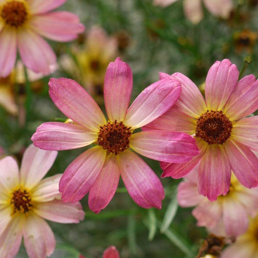 Coreopsis verticillata - Permathreads™ Shades of Rose Coreopsis