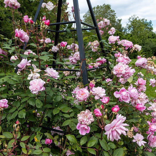 Rosa - Mary Delany® Climbing Rose