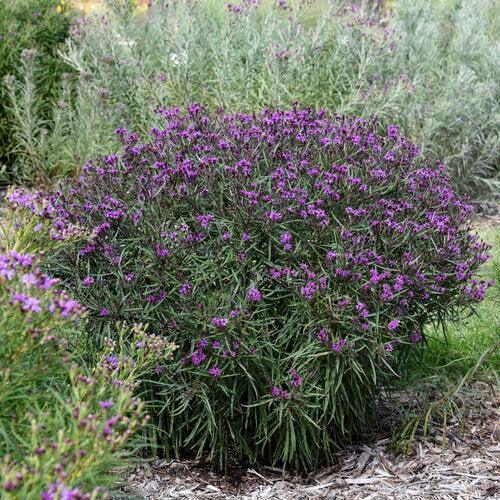 Vernonia - Prairie Princess Ironweed