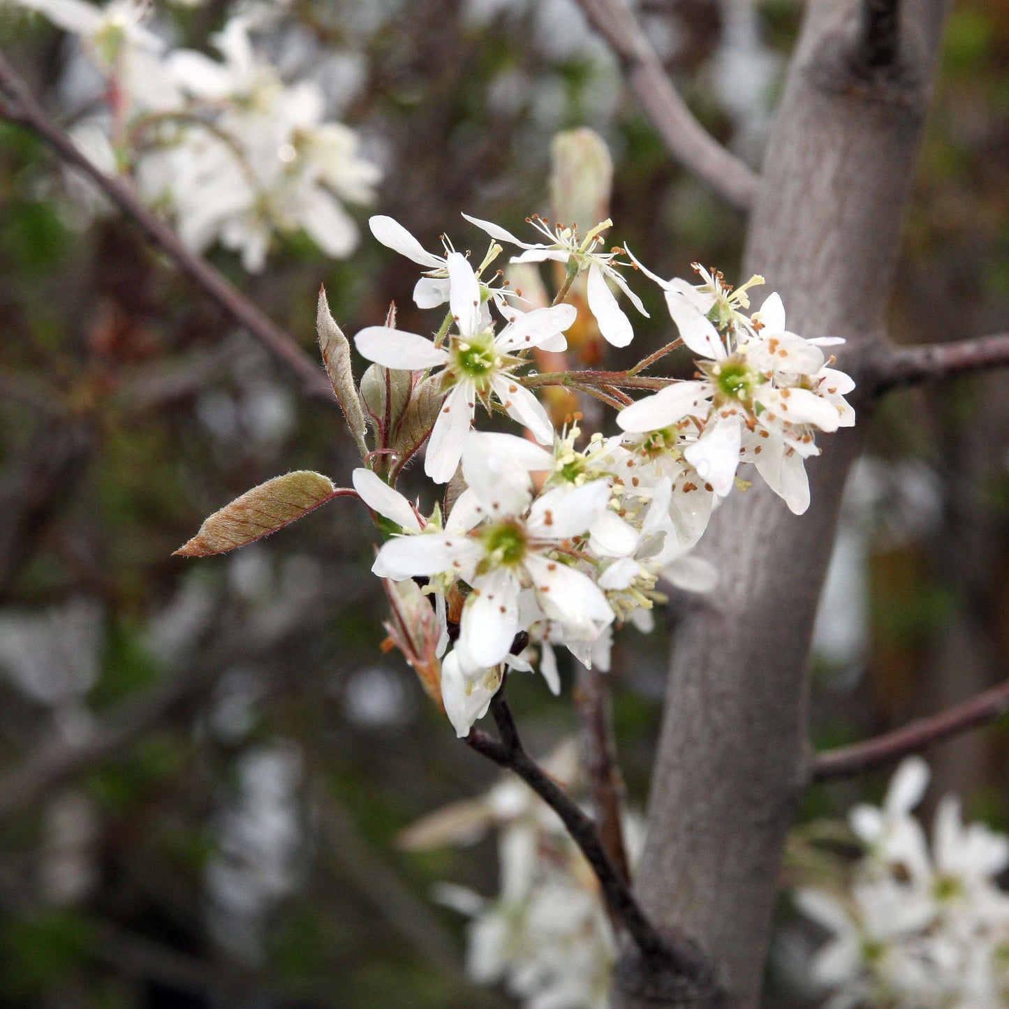 Amelanchier x grandiflora - Autumn Brilliance Apple Serviceberry