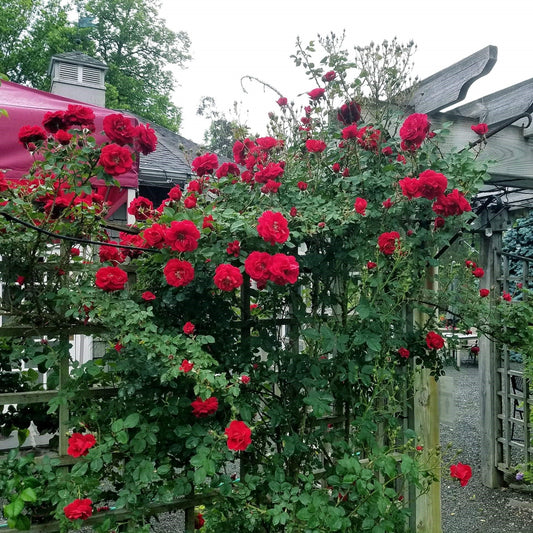 Rosa - First Editions® Ramblin' Red® Rose