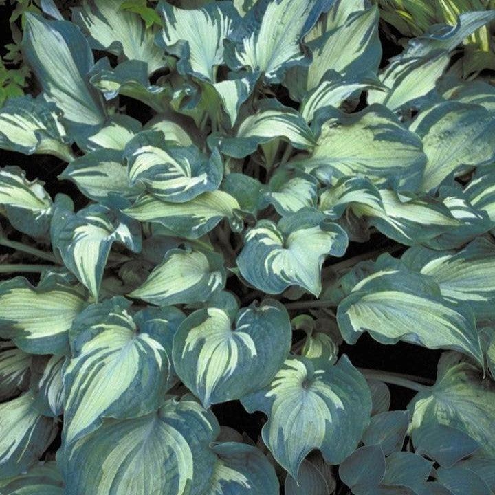Hosta - Guardian Angel Hosta