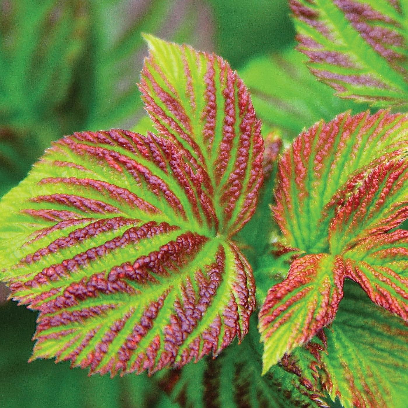 Rubus idaeus - Shortcake® Raspberry