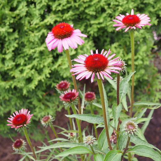 Echinacea purpurea - Ruby Star Echinacea