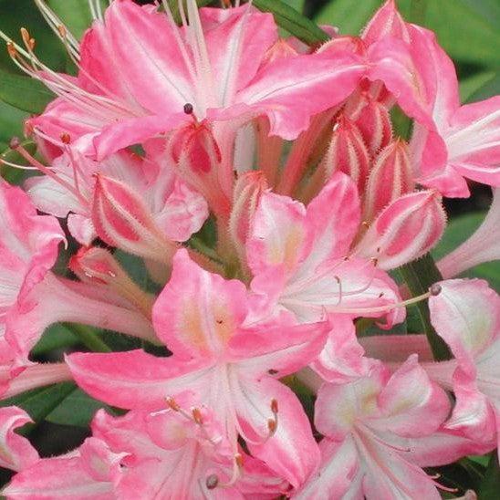 Azalea viscosum - Ribbon Candy Swamp Azalea