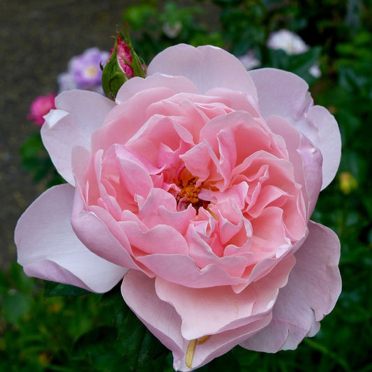 Rosa - The Alnwick® Rose