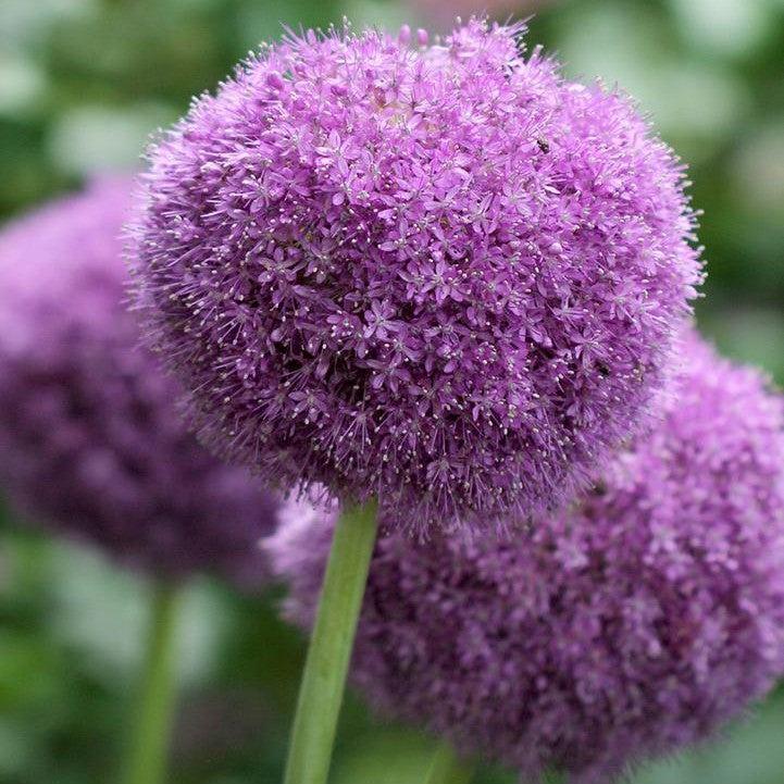 Allium x - Party Balloons Ornamental Onion