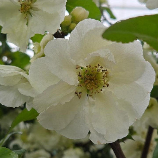 Chaenomeles speciosa - PW® Double Take™ Eternal White® Flowering Quince