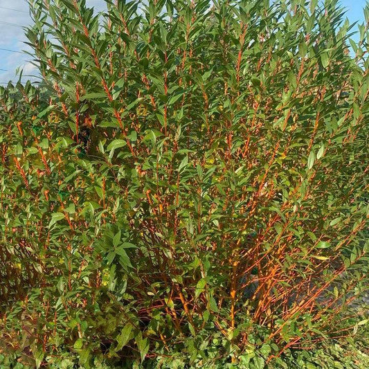 Salix alba - Winter Torch Willow