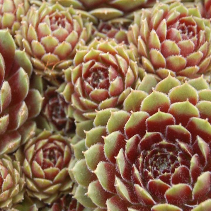 Sempervivum - Pilioseum Hens and Chicks
