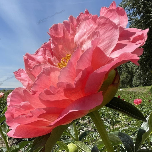 Paeonia lactiflora - Coral Sunset Peony