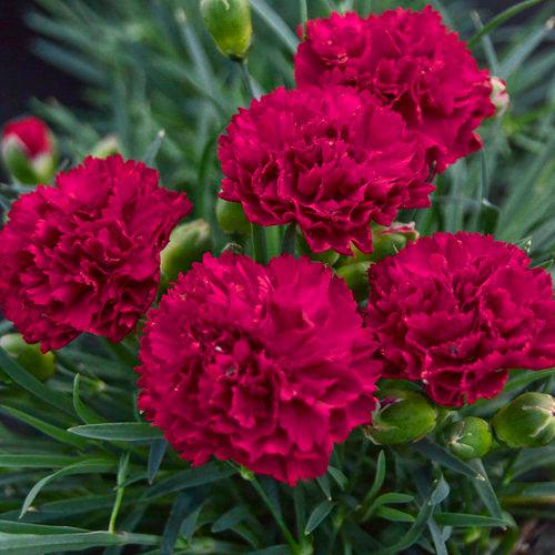 Dianthus - PW® Fruit Punch® Cranberry Cocktail Dianthus