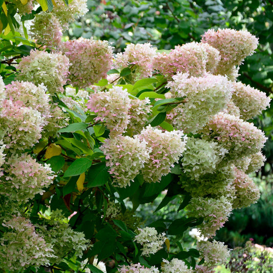 Hydrangea paniculata - Proven Winners® Color Choice® Bobo® Hydrangea