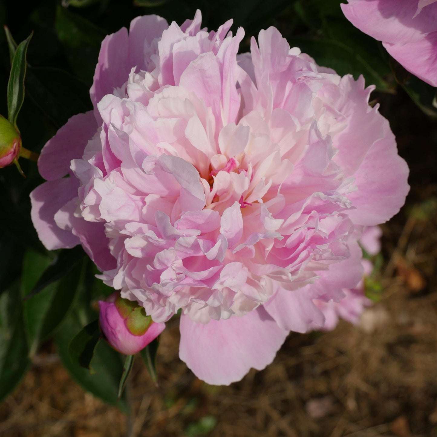 Paeonia - Emile Debatene Peony