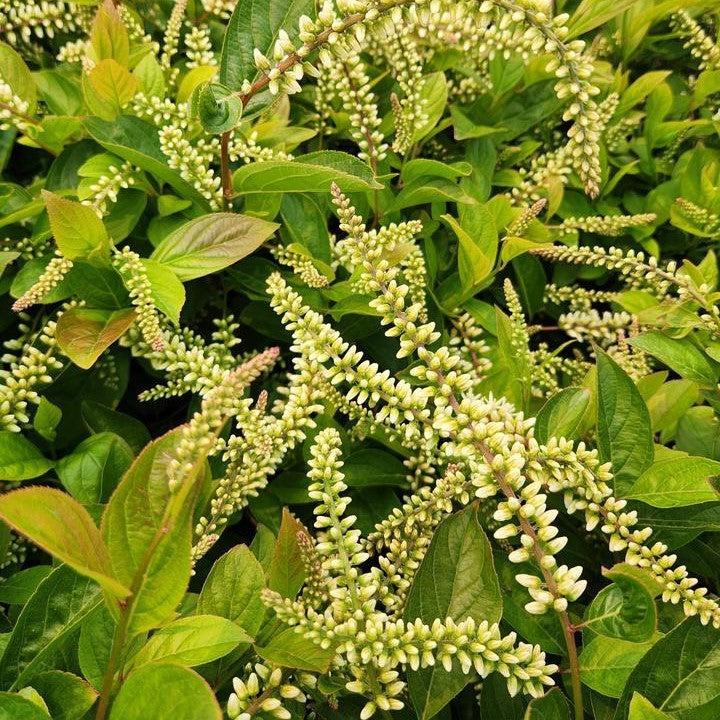 Itea virginica - Fountains of Rouge™ Sweetspire