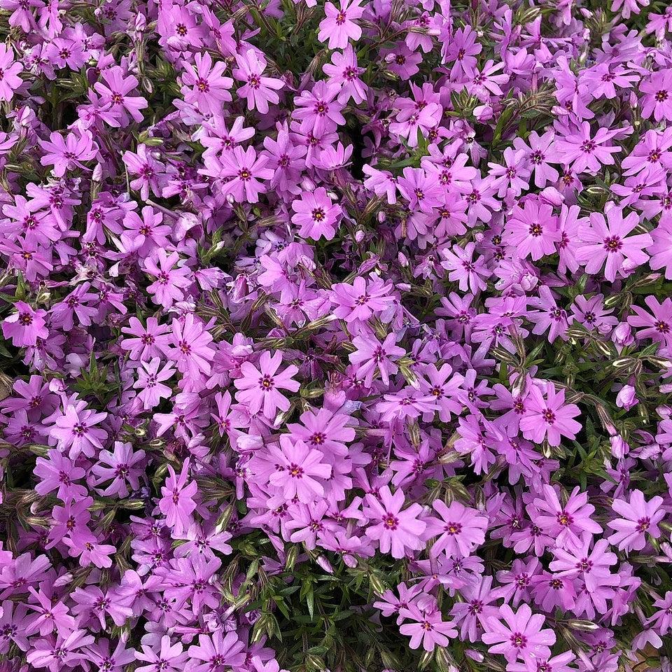Phlox subulata - Fort Hill Creeping Phlox