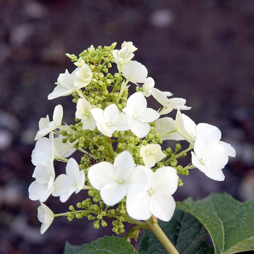 Hydrangea quercifolia - Pee Wee Oakleaf Hydrangea