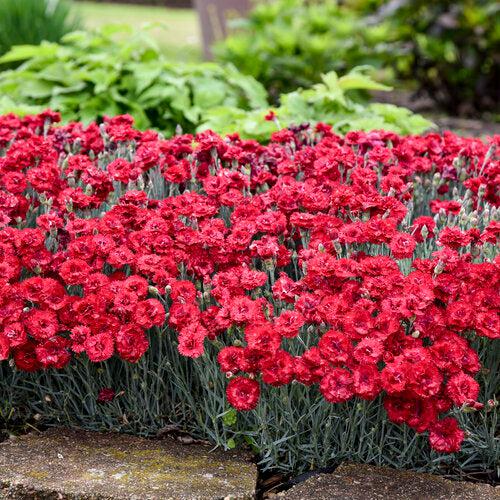 Dianthus  - Fruit Punch® Maraschino Dianthus