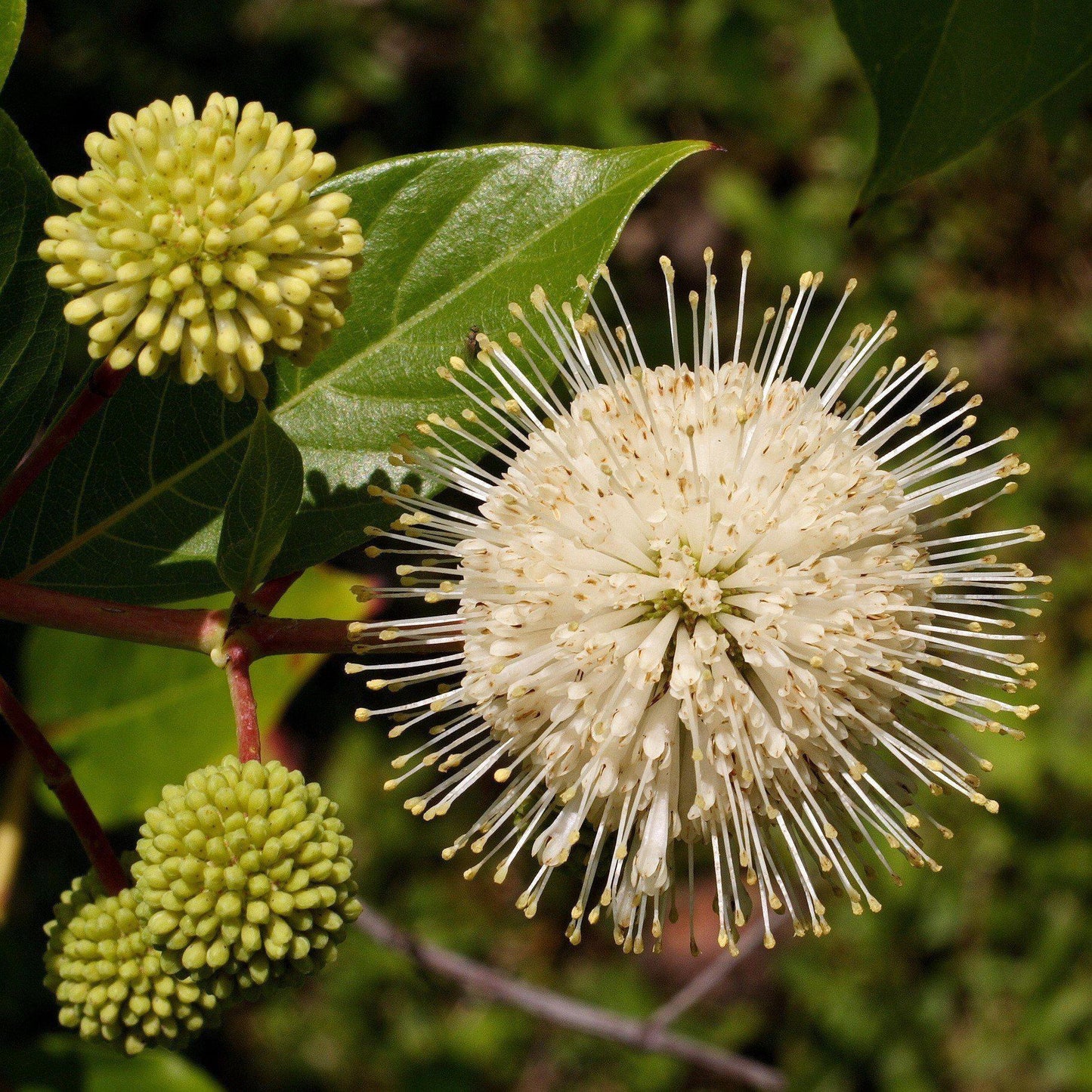 Cephalanthus occidentalis - First Editions® Fiber Optics Cephalanthus