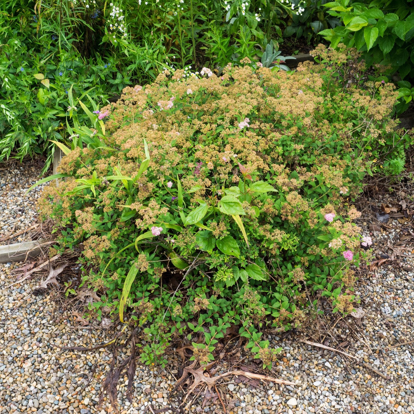 Spiraea japonica - Little Princess Spirea