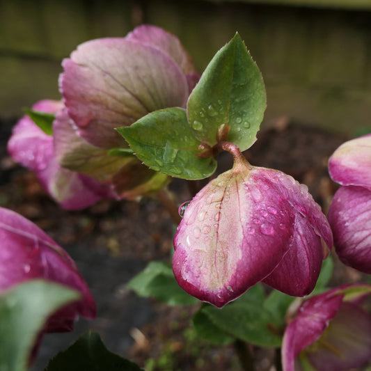 Helleborus - Frostkiss® Glenda's Gloss® Hellebore