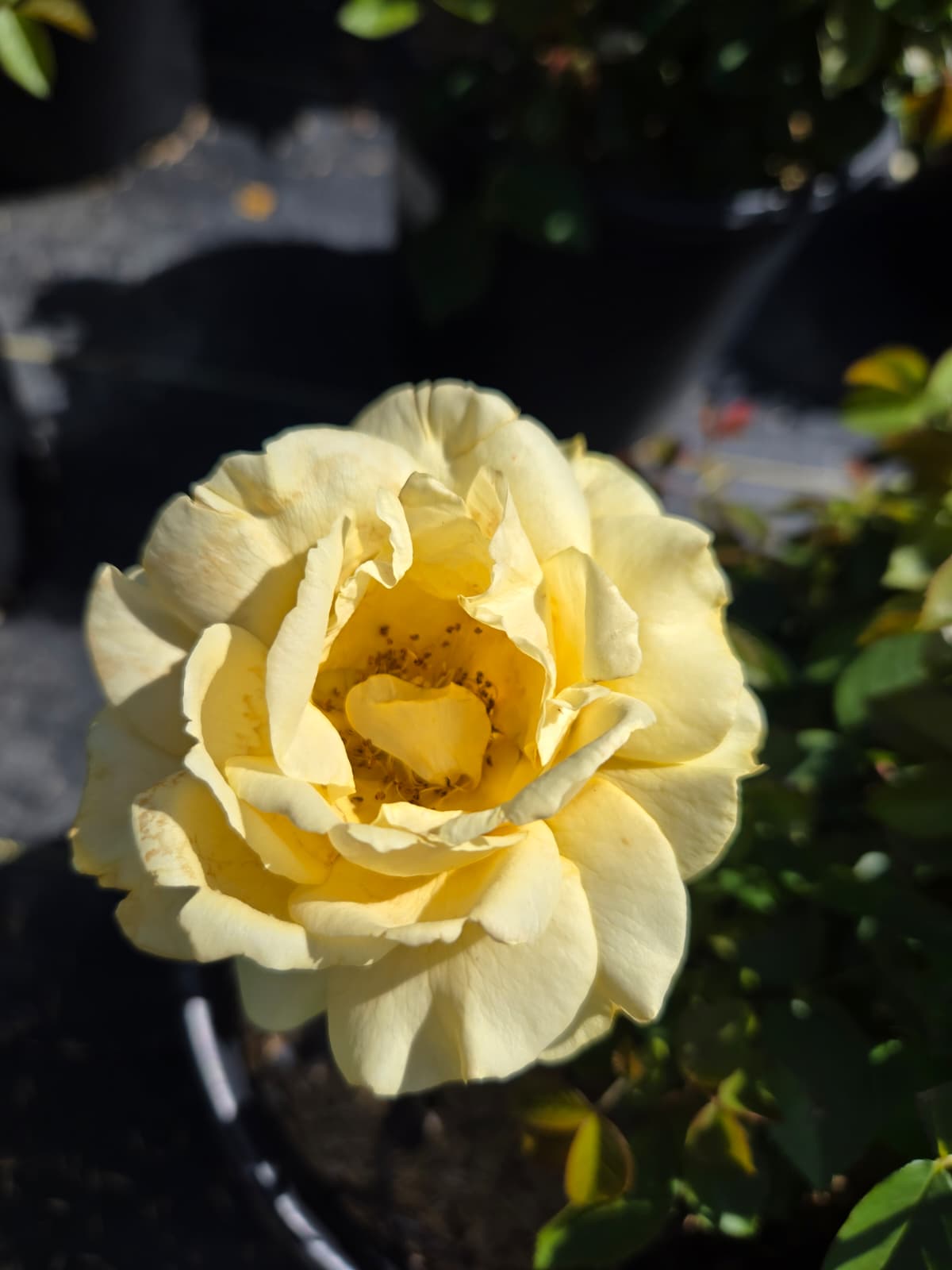 Rosa - Julia Child™ Rose