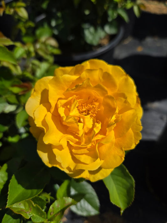 Rosa - Julia Child™ Rose