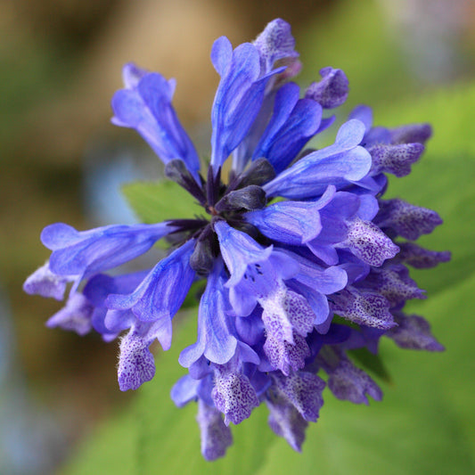 Nepeta  - Blue Prelude Catmint