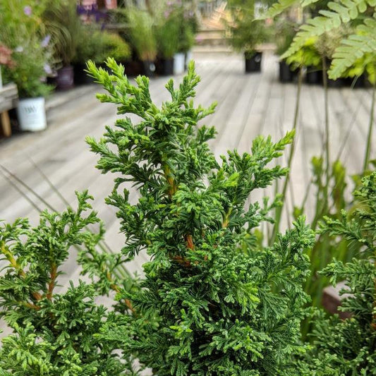 Chamaecyparis Thyoides - Top Point Dwarf White Cedar