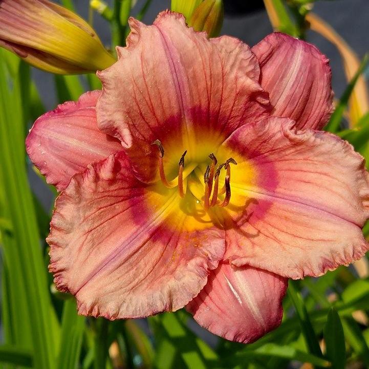 Hemerocallis - Stephanie Returns Daylily