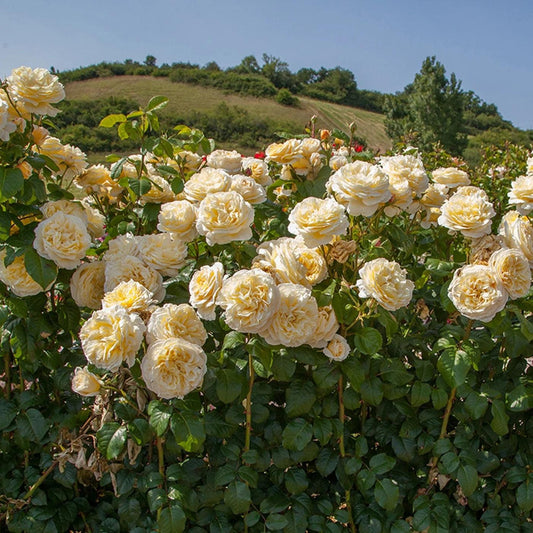 Rosa - Moonlight Romantica® Rose