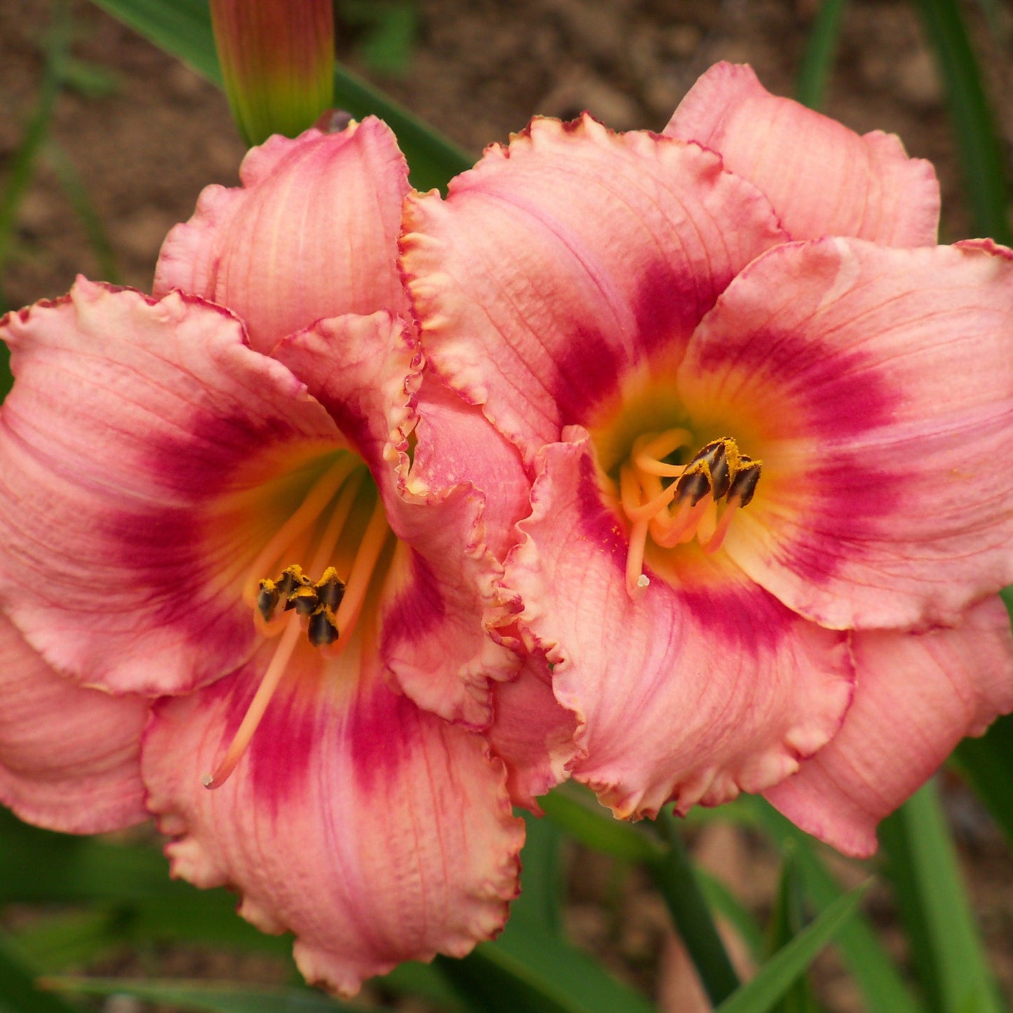Hemerocallis  - Strawberry Candy Daylily