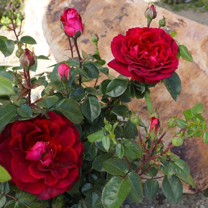 Rosa - True Spirit Rose