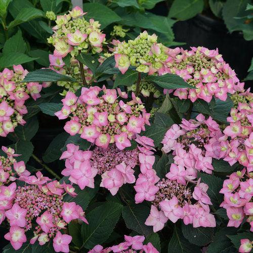 Hydrangea serrata - Let's Dance® Can Do!® Hydrangea