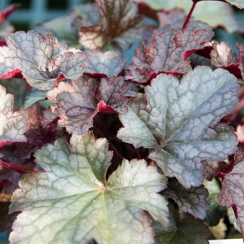 Heuchera - Plum Pudding Coral Bells, Heuchera