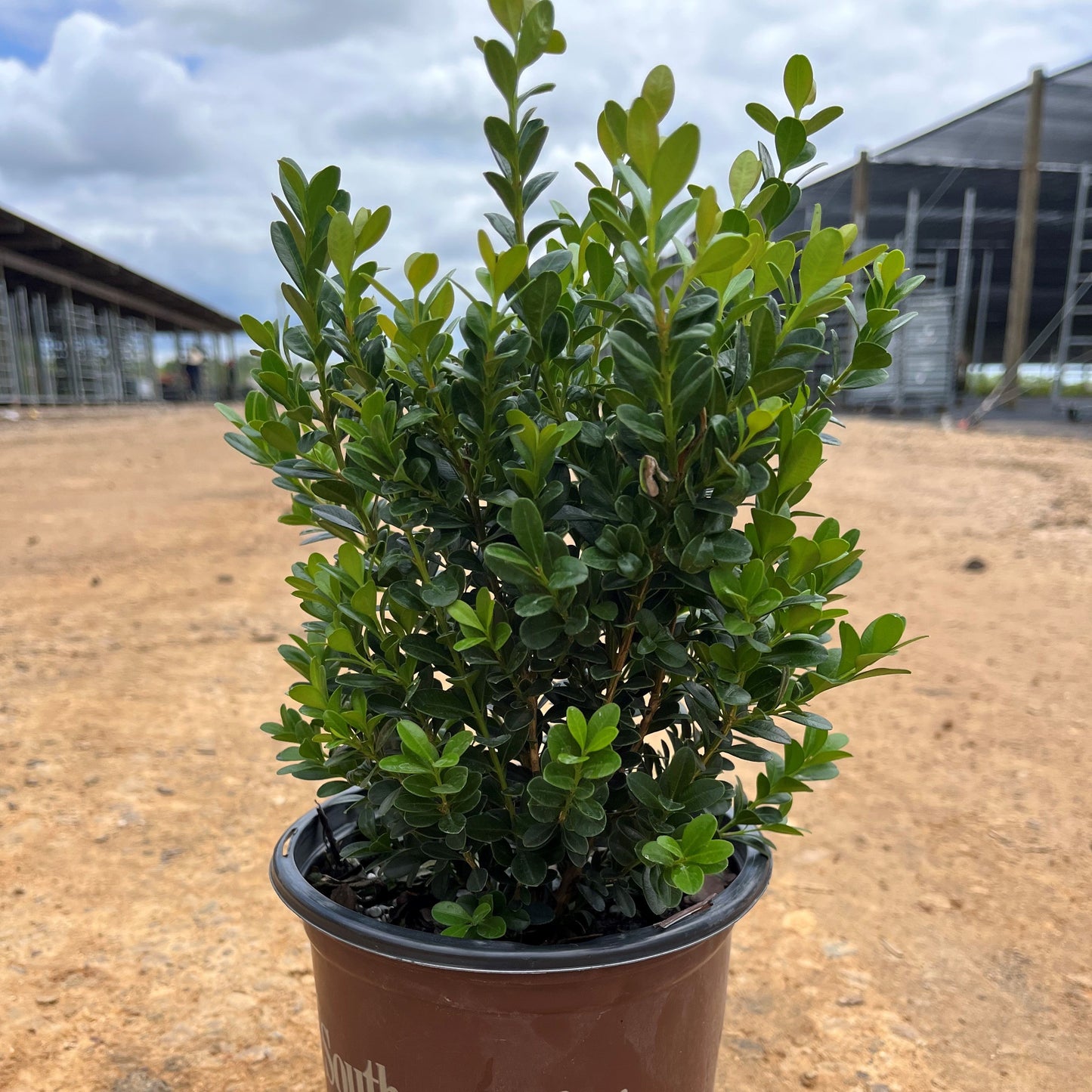 Buxus microphylla japonica - Baby Gem™ Boxwood