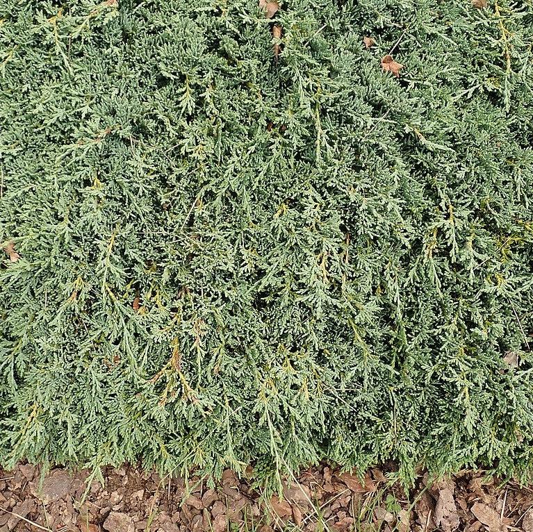 Juniperus horizontalis - Icee Blue® Juniper